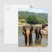 Sri Lanka, Pinnawala Elephant Orphanage Briefkaart (Voorkant / Achterkant)