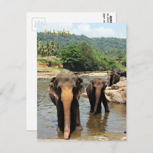 Sri Lanka, Pinnawala Elephant Orphanage Briefkaart (Voorkant / Achterkant)