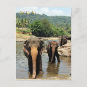 Sri Lanka, Pinnawala Elephant Orphanage Briefkaart (Voorkant)