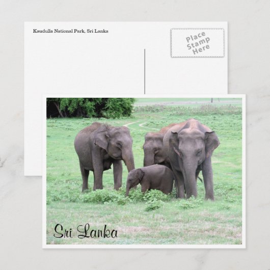 sri lankaanse olifanten briefkaart (Voorkant / Achterkant)
