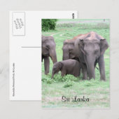 sri lankaanse olifanten briefkaart (Voorkant / Achterkant)