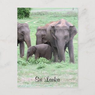 sri lankaanse olifanten briefkaart