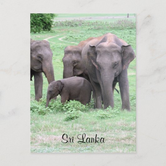 sri lankaanse olifanten briefkaart (Voorkant)