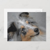 SS Blue Merle White en Tan briefkaart (Voorkant / Achterkant)