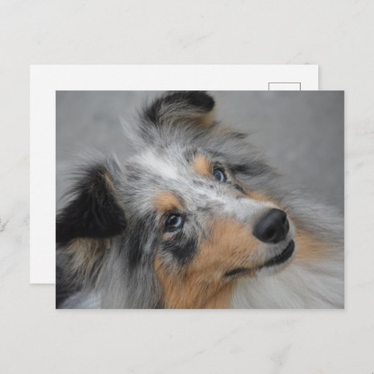 SS Blue Merle White en Tan briefkaart (Voorkant / Achterkant)