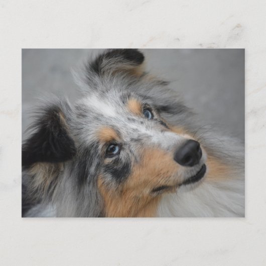 SS Blue Merle White en Tan briefkaart (Voorkant)