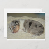 SS Blue Merle White en Tan puppy briefkaart (Voorkant / Achterkant)