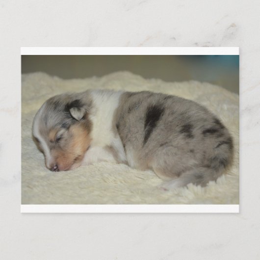 SS Blue Merle White en Tan puppy briefkaart (Voorkant)