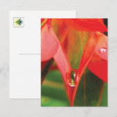 Ssensuele rode bloem met dauw briefkaart (Voorkant / Achterkant)