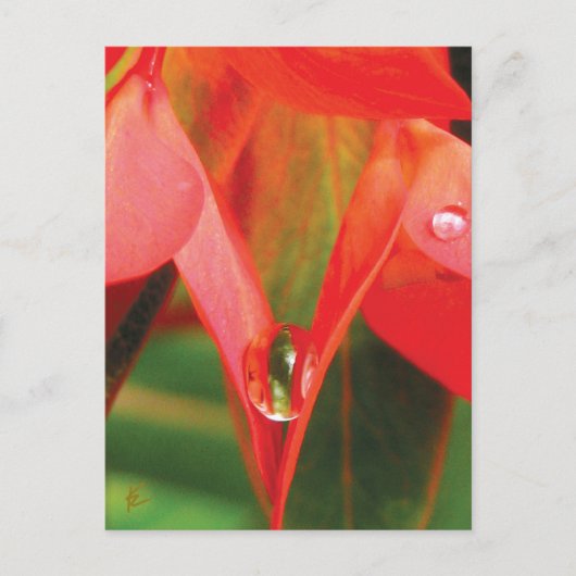 Ssensuele rode bloem met dauw briefkaart (Voorkant)