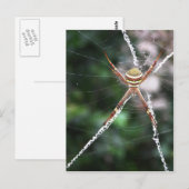 St Andrews Cross Spider Briefkaart (Voorkant / Achterkant)
