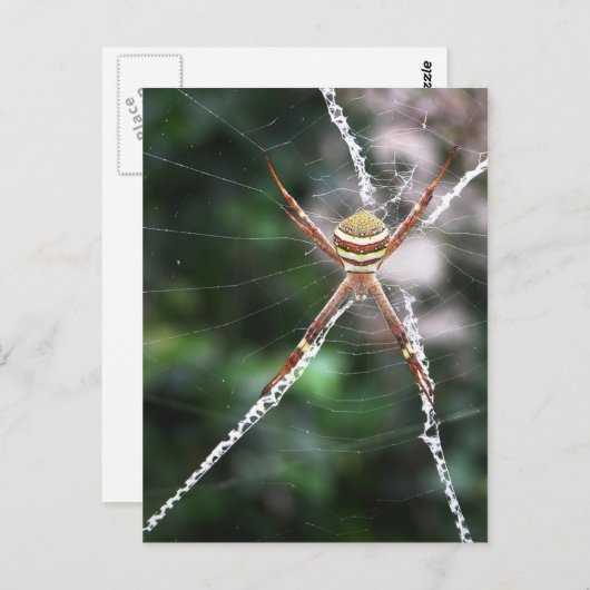 St Andrews Cross Spider Briefkaart (Voorkant / Achterkant)