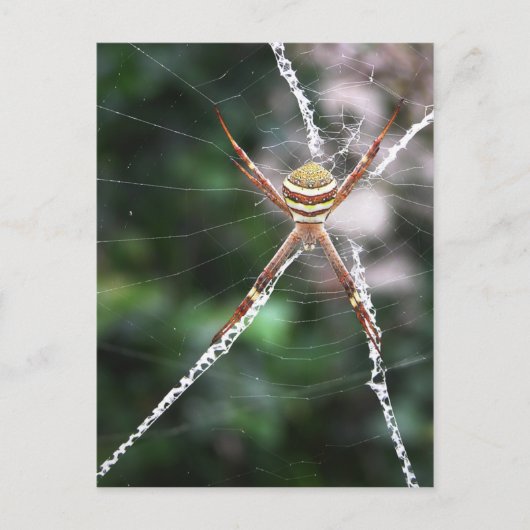 St Andrews Cross Spider Briefkaart (Voorkant)