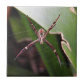 St Andrew's Cross Spider Tile Tegeltje (Voorkant)