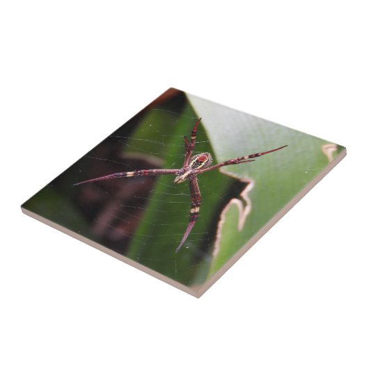 St Andrew's Cross Spider Tile Tegeltje (Zijkant)