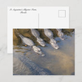 St. Augustine Alligator Boerderij # 2 Briefkaart (Voorkant / Achterkant)