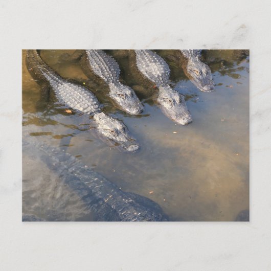 St. Augustine Alligator Boerderij # 2 Briefkaart (Voorkant)