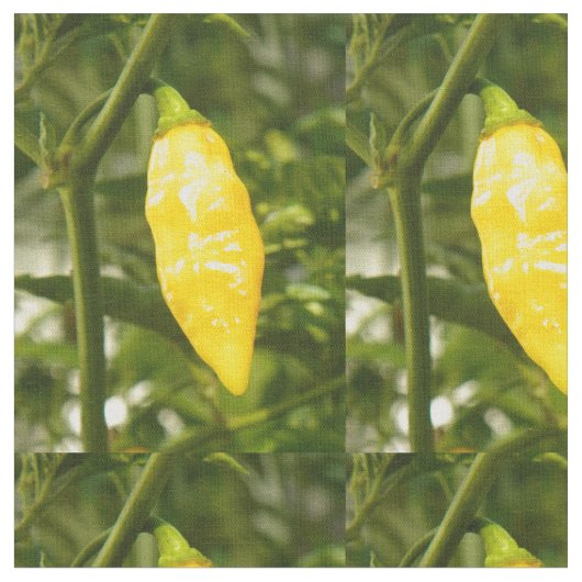 ST. AUGUSTINE DATIL PEPPER STOF (Close Up)