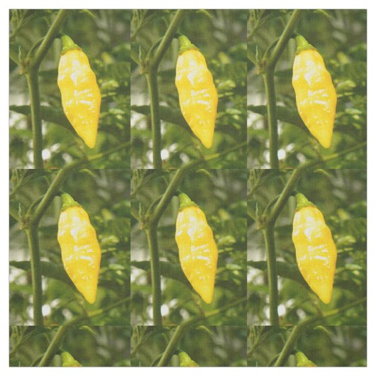 ST. AUGUSTINE DATIL PEPPER STOF (Swatch)