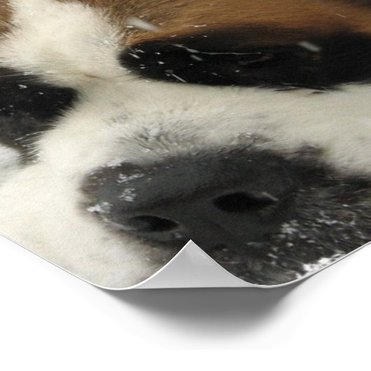 St Bernard Canvas Print (Hoek)