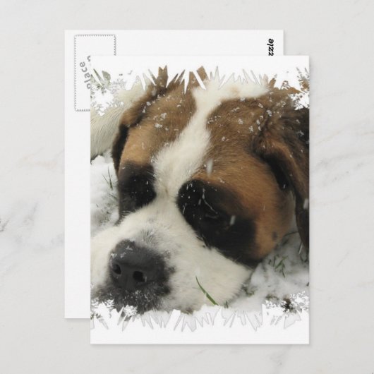 St Bernard Dog Briefkaart (Voorkant / Achterkant)