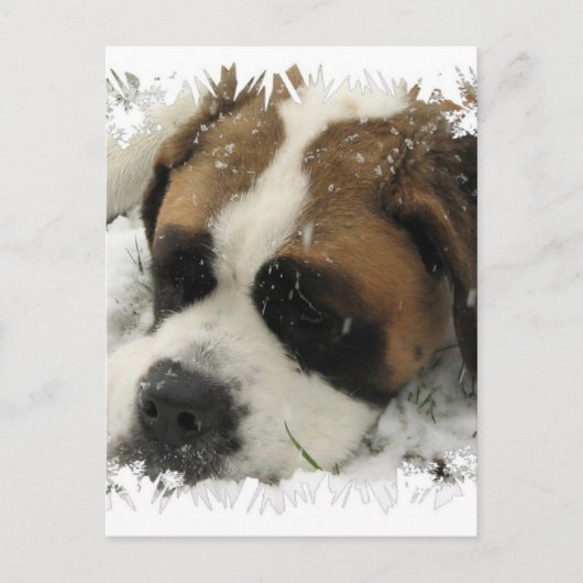 St Bernard Dog Briefkaart (Voorkant)
