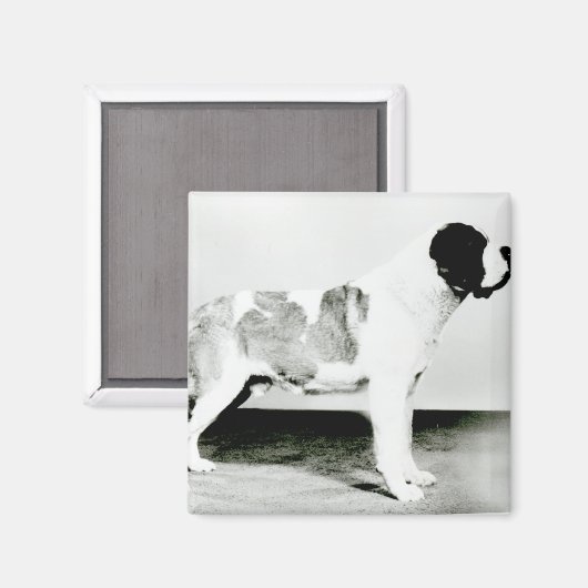 St. Bernard Dog Magneet (Voorkant / Achterkant)