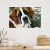 st bernard dog post poster (Keuken)