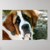 st bernard dog post poster (Voorkant)