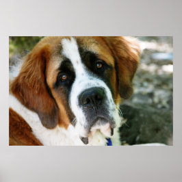 st bernard dog post poster