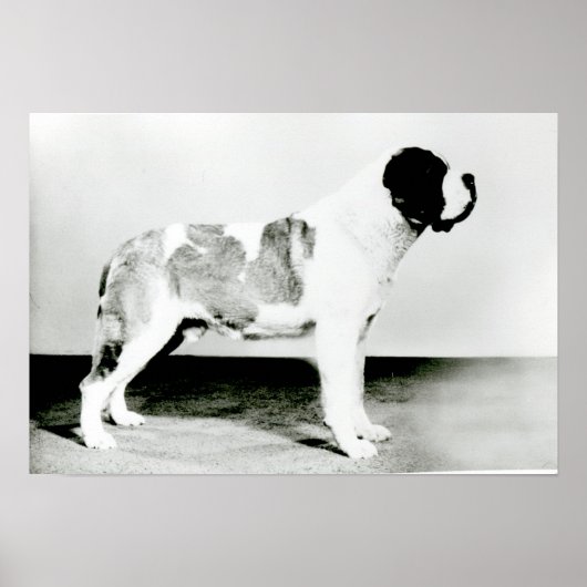 St. Bernard Dog Poster (Voorkant)