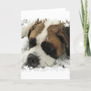 St Bernard Dog Wenskaart Kaart