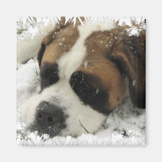 St Bernard hondenmagneet Magneet (Voorkant)