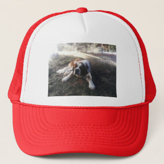 st Bernard pet