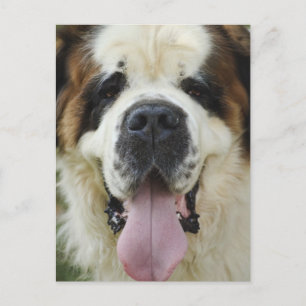 St Bernard Postard Briefkaart