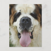 St Bernard Postard Briefkaart (Voorkant)