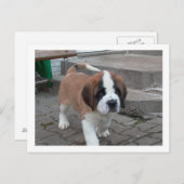 st bernard pup.png briefkaart (Voorkant / Achterkant)