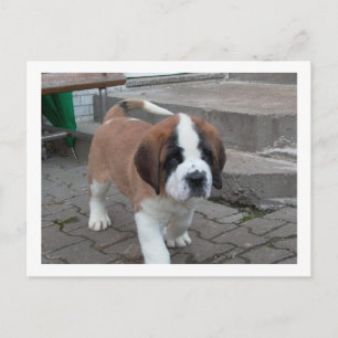 st bernard pup.png briefkaart
