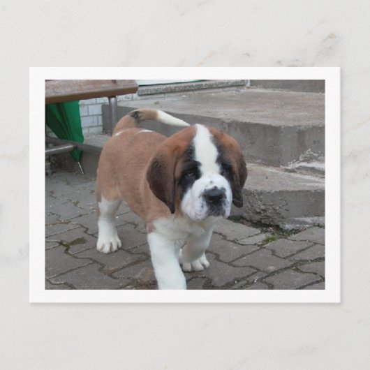 st bernard pup.png briefkaart (Voorkant)