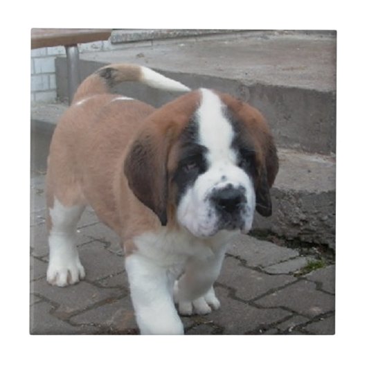 st bernard pup tegeltje (Voorkant)