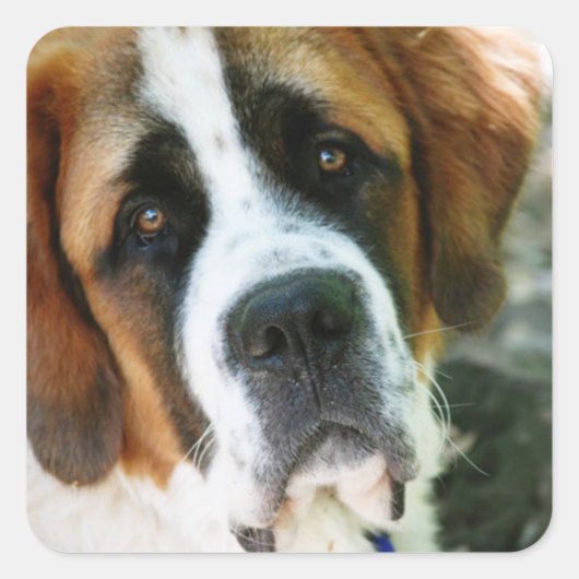 St. Bernard Vierkante Sticker (Voorkant)