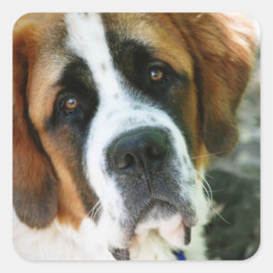 St. Bernard Vierkante Sticker