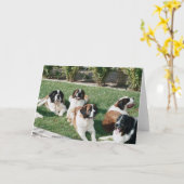 St. Bernards in de Werf Kaart (Gele Bloem)