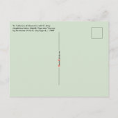 St. Catherine of Alexandria (detail; M 070) Briefkaart (Achterkant)