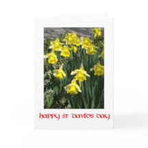 St David's Day Daffodils Wenskaart