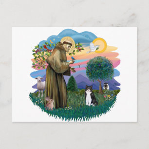 St Francis (ff) - Zwarte en witte kat Briefkaart