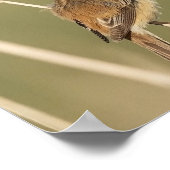 St. Francis van Assisi Prayer met Bird Poster (Hoek)