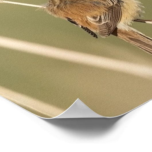 St. Francis van Assisi Prayer met Bird Poster (Hoek)