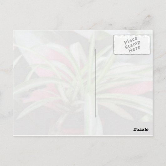 St. Francis van het Briefkaart van Assisi Quote (Achterkant)