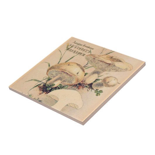 ST. GEORGE'S MUSHROOM TEGELTJE (Zijkant)